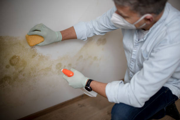 Best Crawl Space Mold Removal  in Poquott, NY