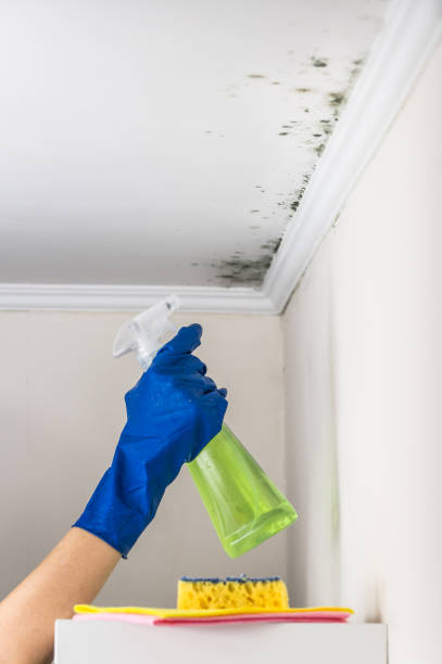 Crawl Space Mold Removal in Poquott, NY