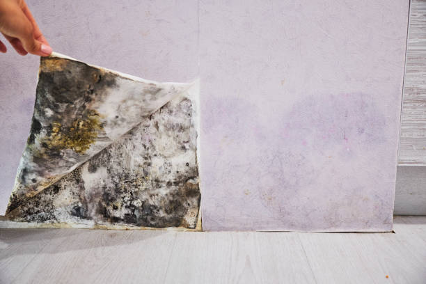 Best Commercial Mold Removal  in Poquott, NY